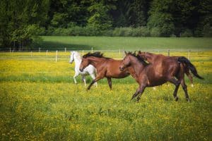Osteopathie Reiter und Pferd
