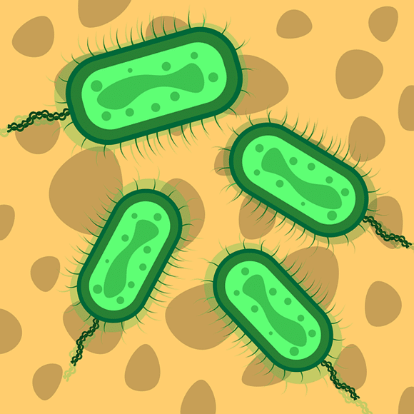 Dünndarmfehlbesiedelung mit Bakterien
